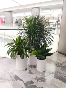 花卉出租哪家强？宁波鄞州服务王！