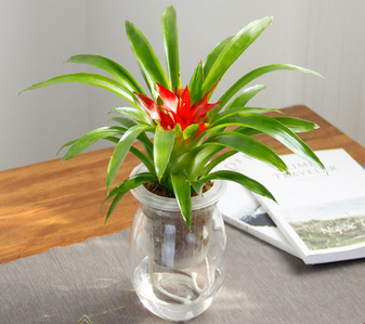 宁波前湾花木租赁哪家好